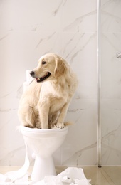 Photo of Cute Golden Labrador Retriever sitting on toilet bowl in bathroom