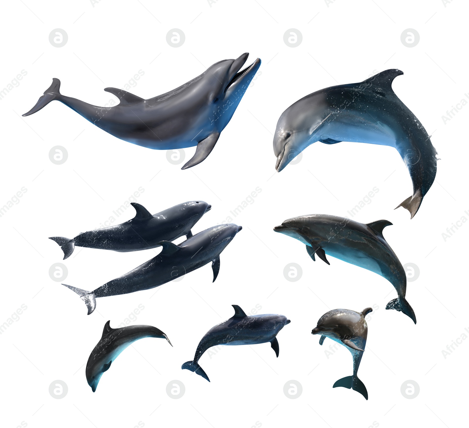 Image of Beautiful grey bottlenose dolphins on white background, collage