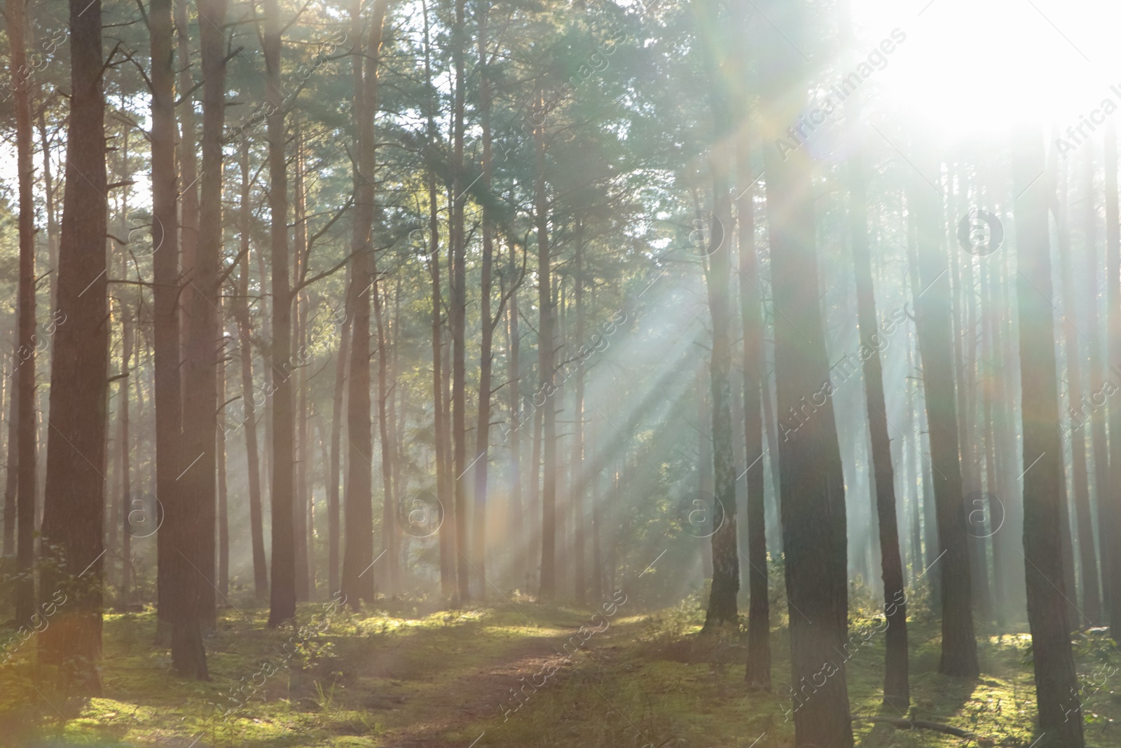 Photo of Majestic view of forest with sunbeams shining through trees in morning