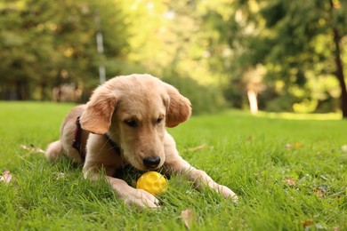 Photo of Cute Labrador Retriever puppy playing with ball on green grass in park, space for text