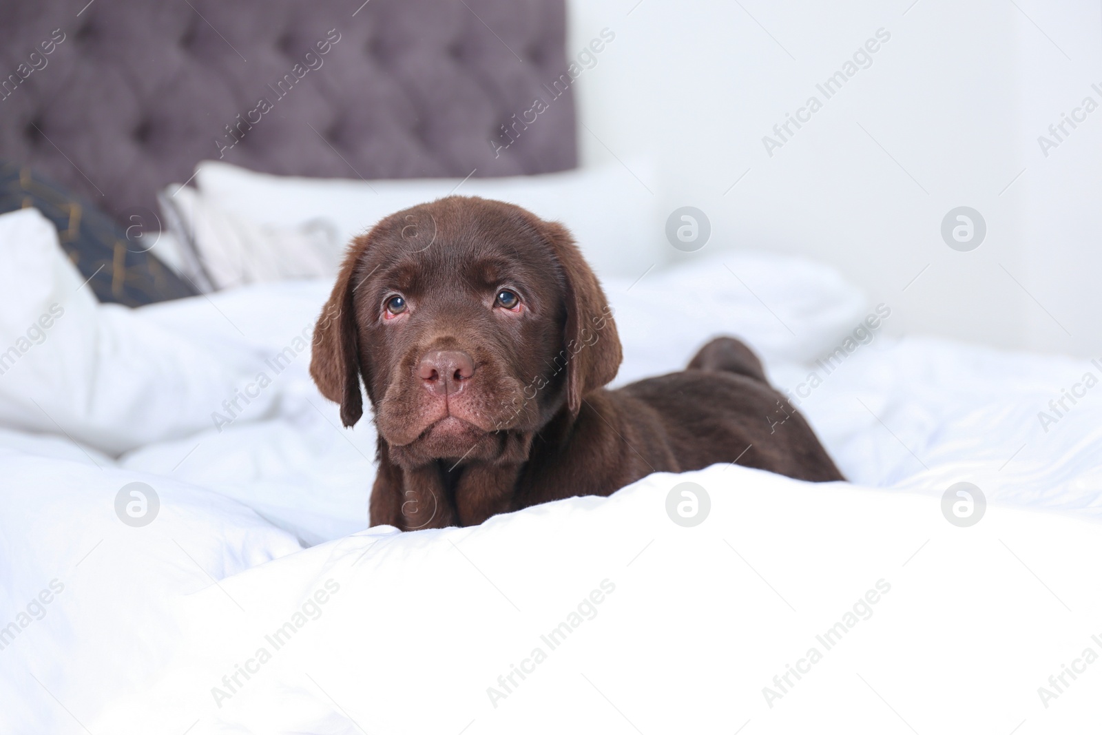 Photo of Cute Labrador retriever puppy on bed at home. Friendly dog