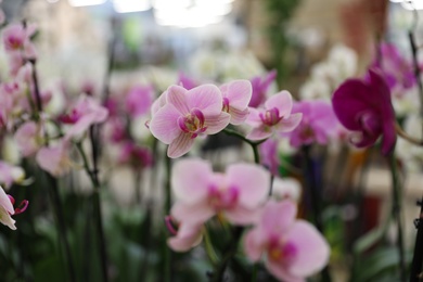 Beautiful blooming tropical orchid in store, closeup