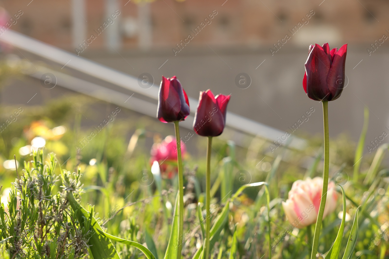 Photo of Beautiful colorful tulips growing in flower bed