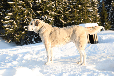 Cute dog outdoors on snowy winter day. Funny pet