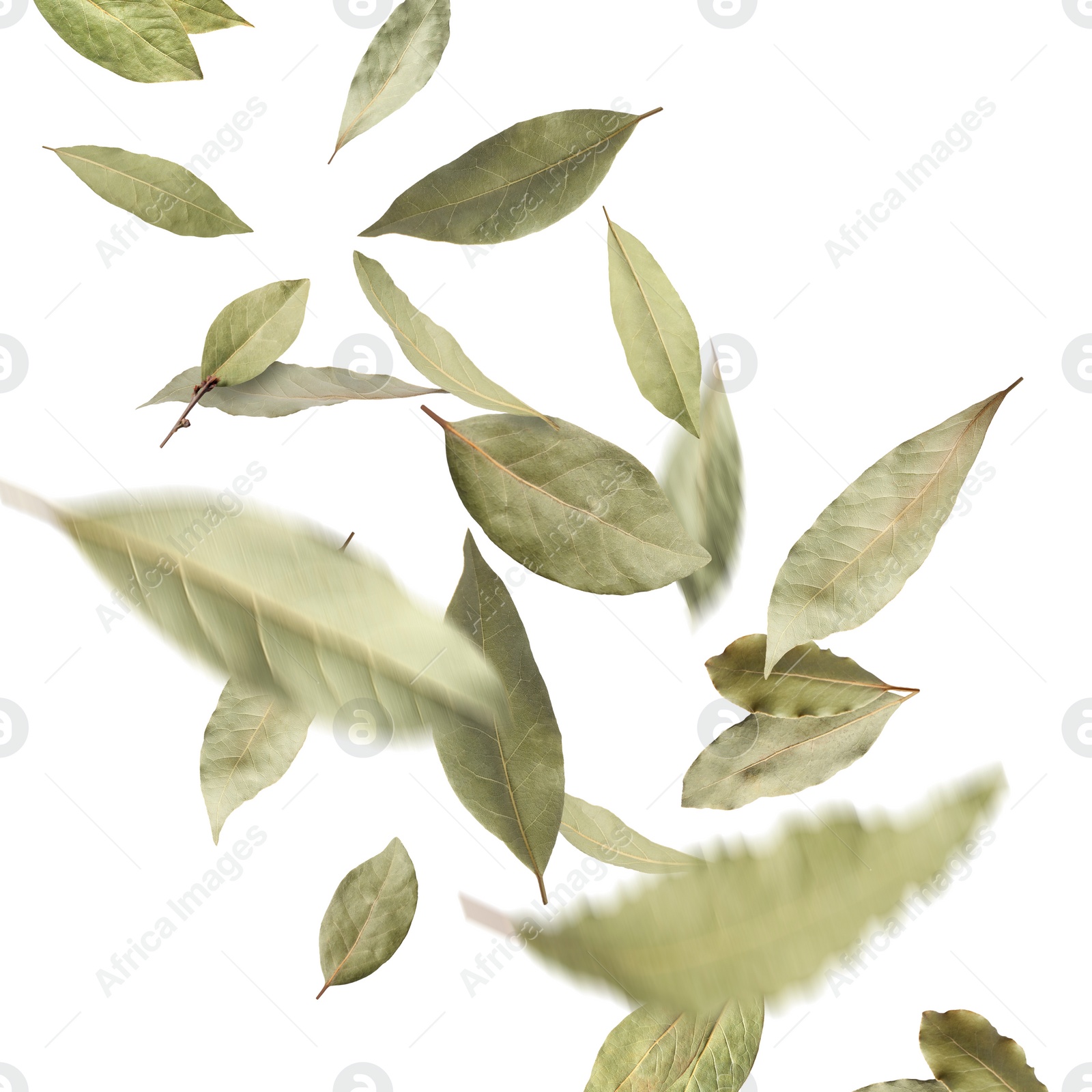 Image of Dry bay leaves falling on white background
