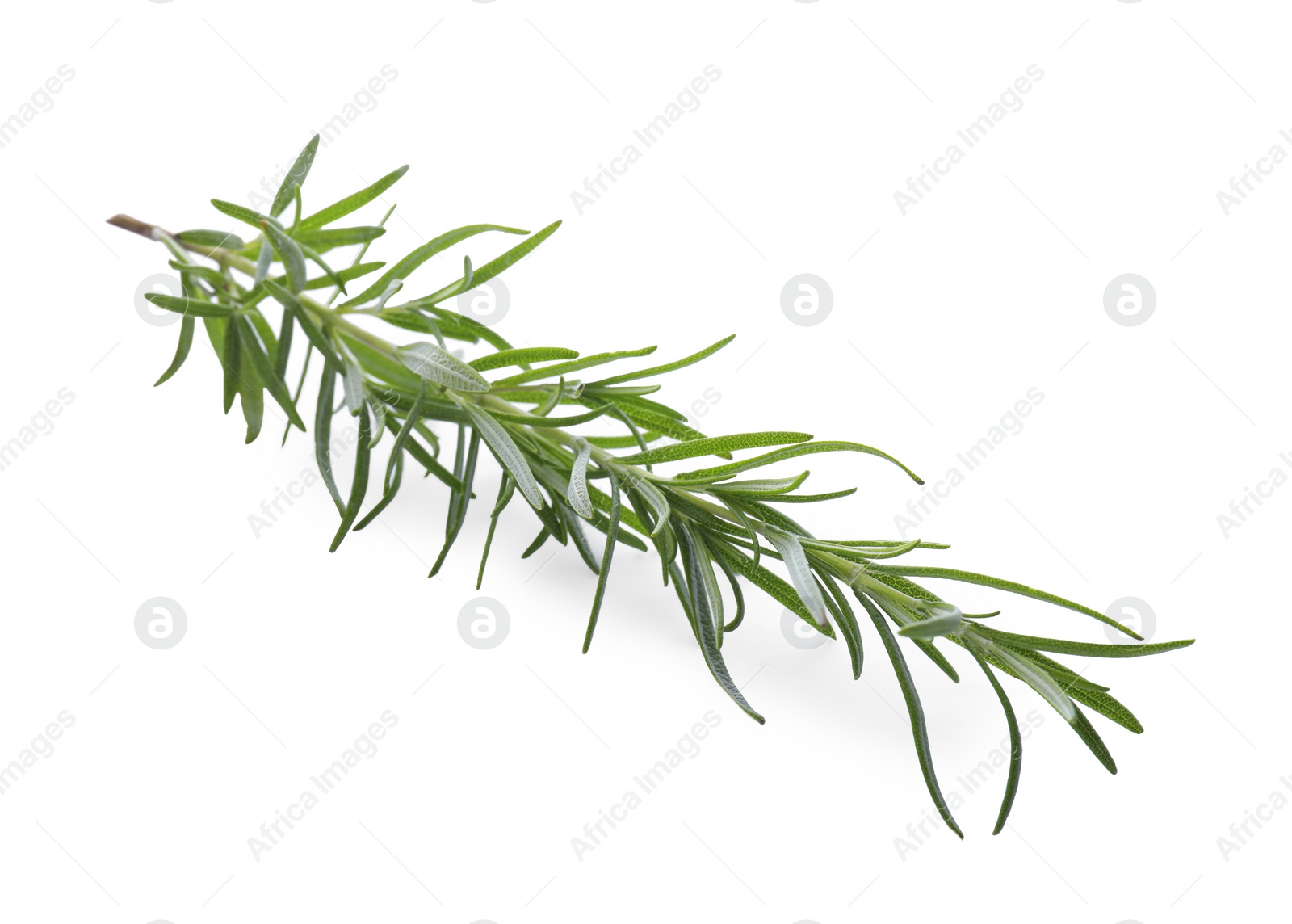 Photo of Fresh green rosemary isolated on white. Aromatic herb