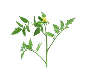 Photo of Tomato plant with flower and green leaves isolated on white