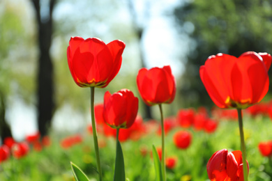 Blossoming tulips outdoors on sunny spring day