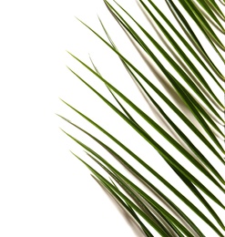 Photo of Green tropical leaf on white background