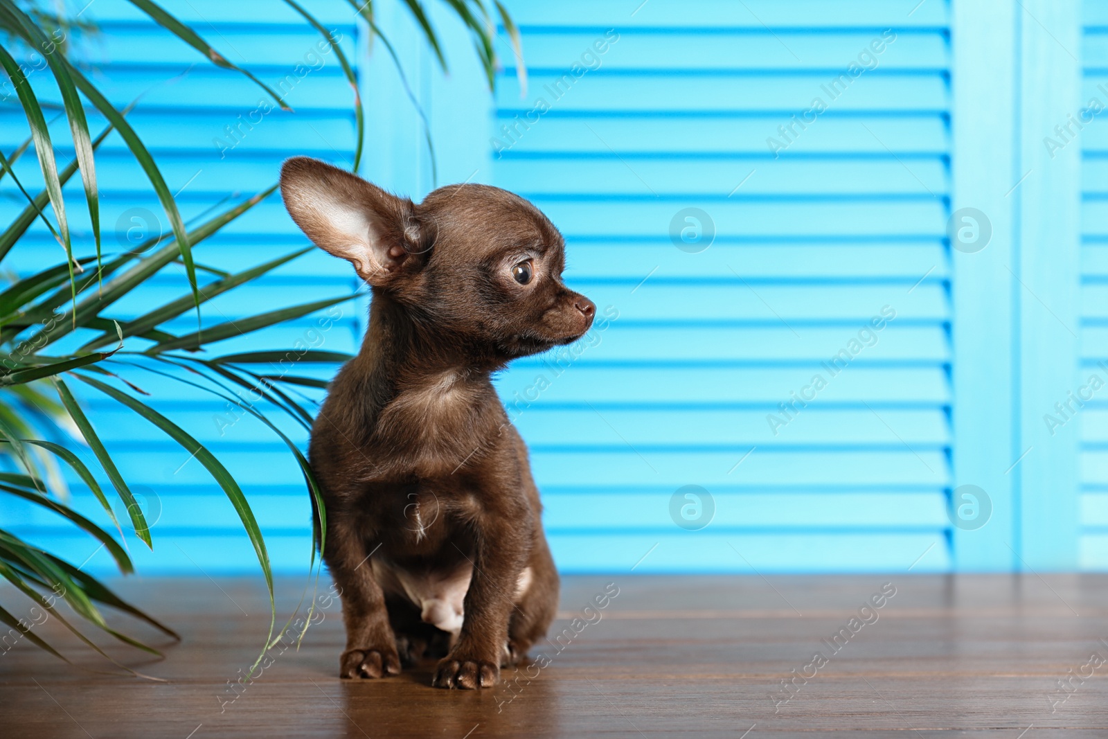 Photo of Cute small Chihuahua dog on wooden floor against light blue background. Space for text