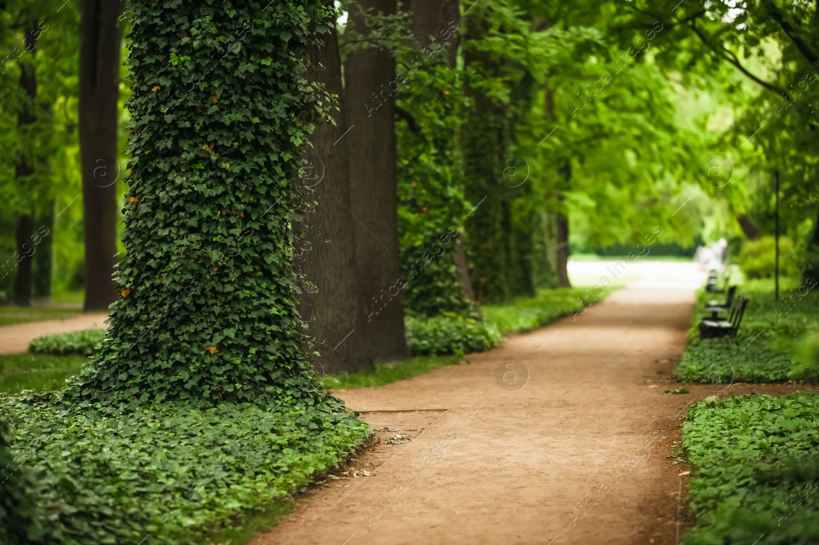 Photo of Beautiful view of green park with ivy plant and pathway. Space for text