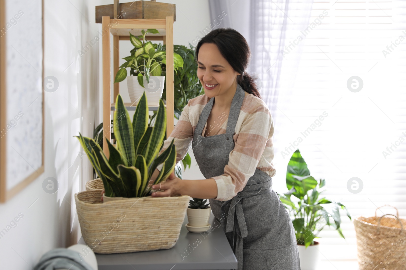 Photo of Mature woman taking care of houseplant at home. Engaging hobby