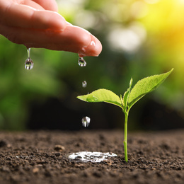 Image of Woman pouring water on young seedling, closeup. Planting tree
