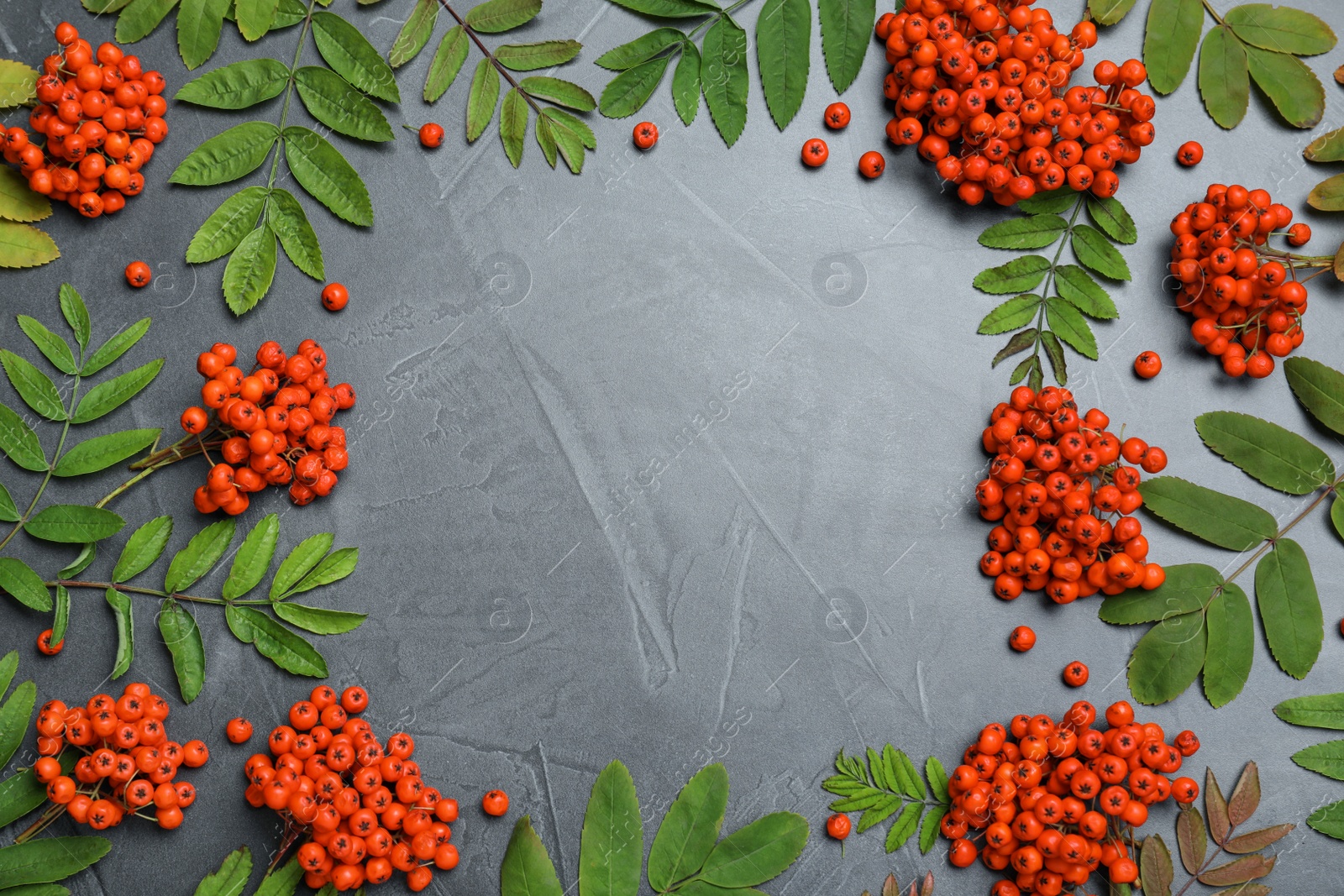 Photo of Frame of fresh ripe rowan berries and green leaves on grey table, flat lay. Space for text