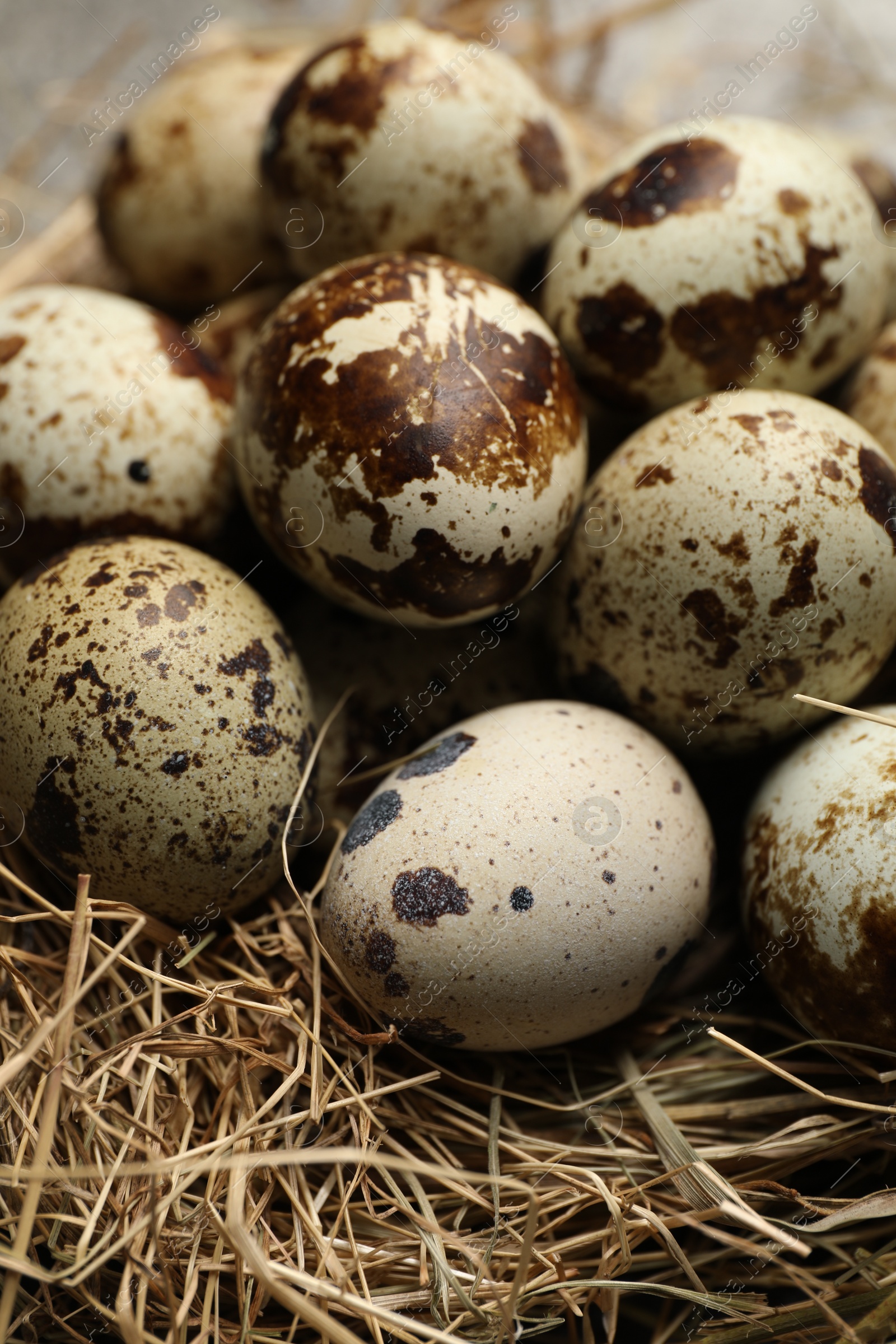 Photo of Nest with many speckled quail eggs on table, closeup