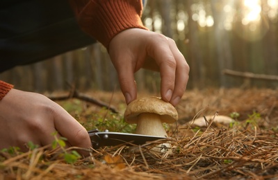 Photo of Man cutting porcini mushroom with knife in forest, closeup