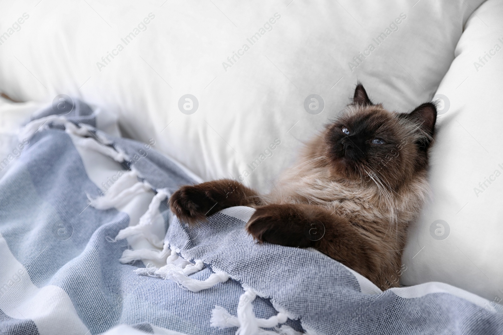 Photo of Cute Balinese cat covered with blanket on bed at home. Fluffy pet