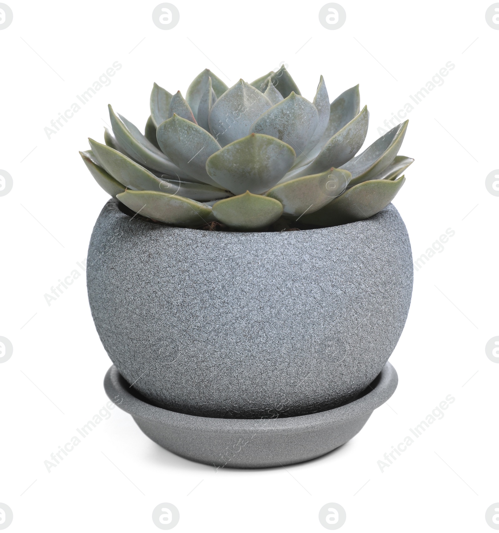 Photo of Beautiful Echeveria desmetiana plant in pot isolated on white. House decor