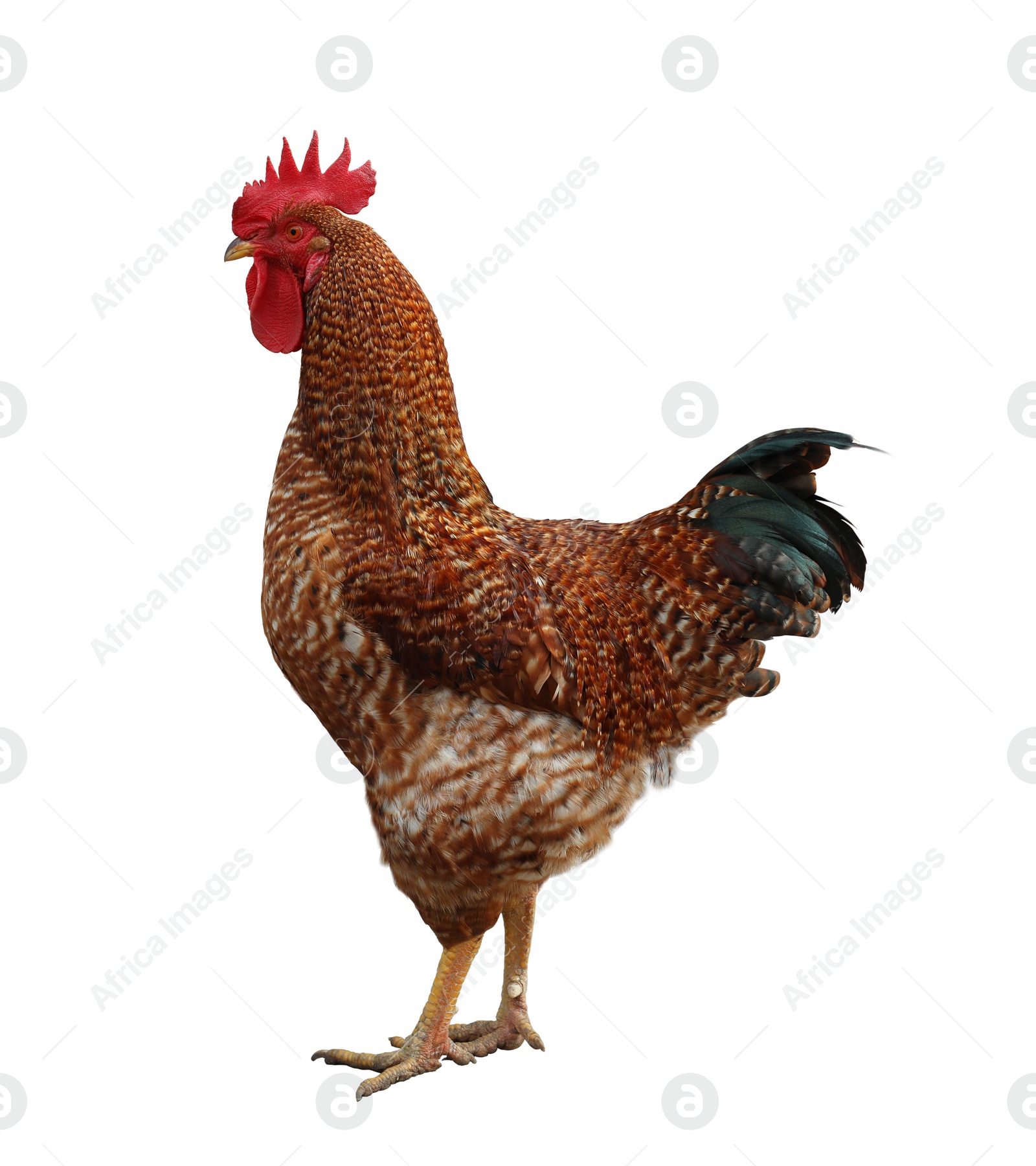 Image of Beautiful rooster on white background. Domestic animal