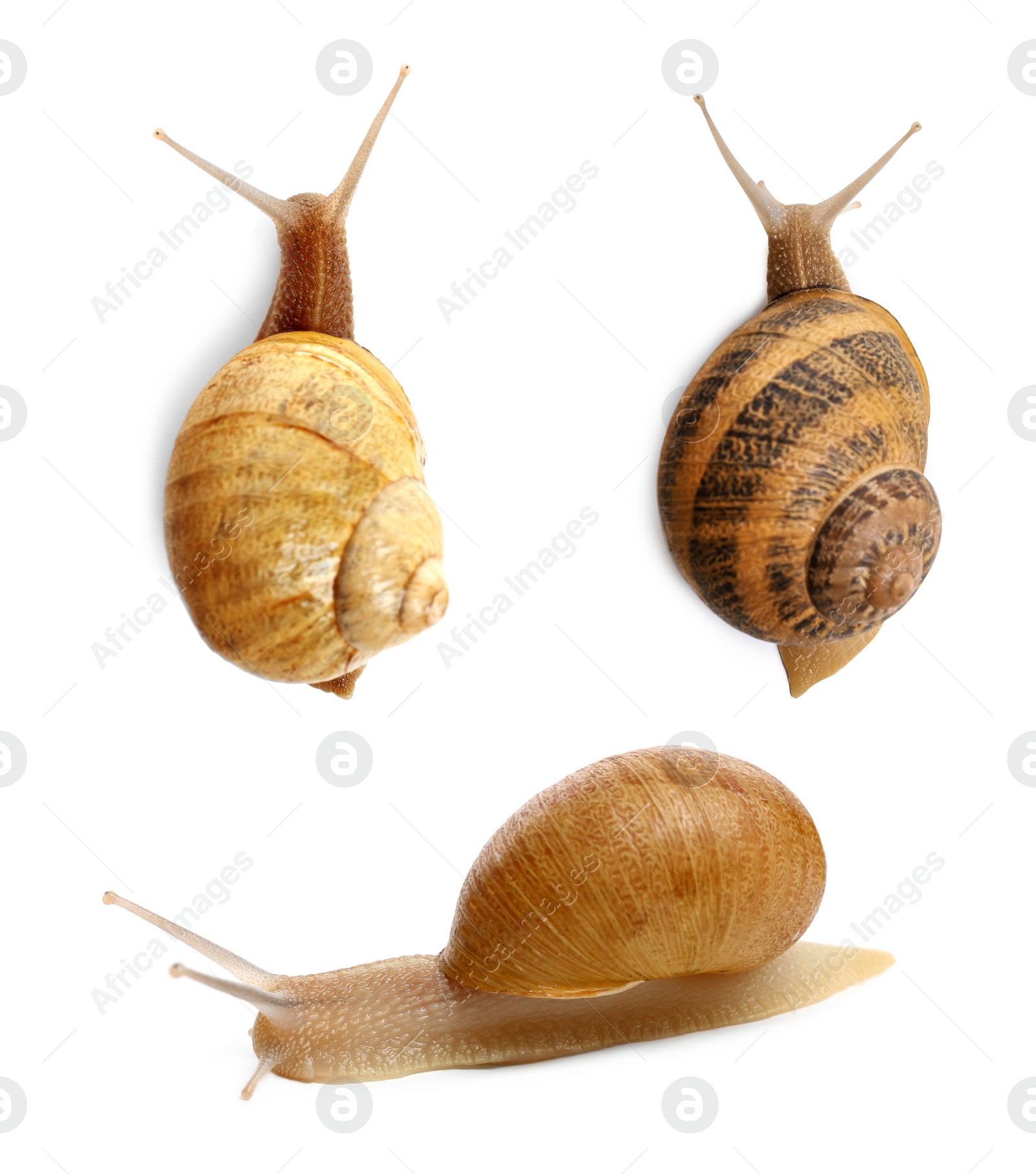 Image of Collection of common garden snails on white background