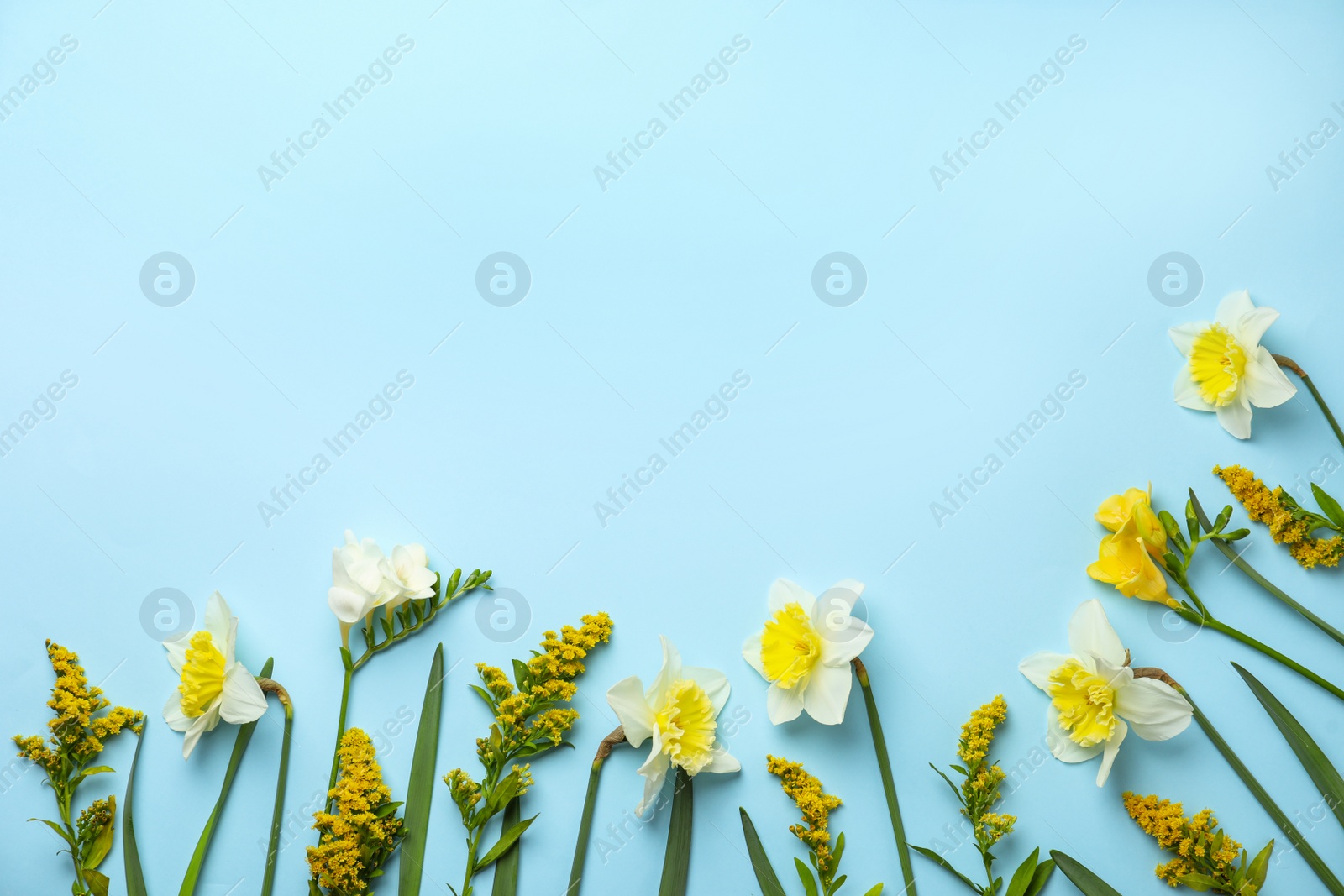 Photo of Flat lay composition with spring flowers on light blue background. Space for text