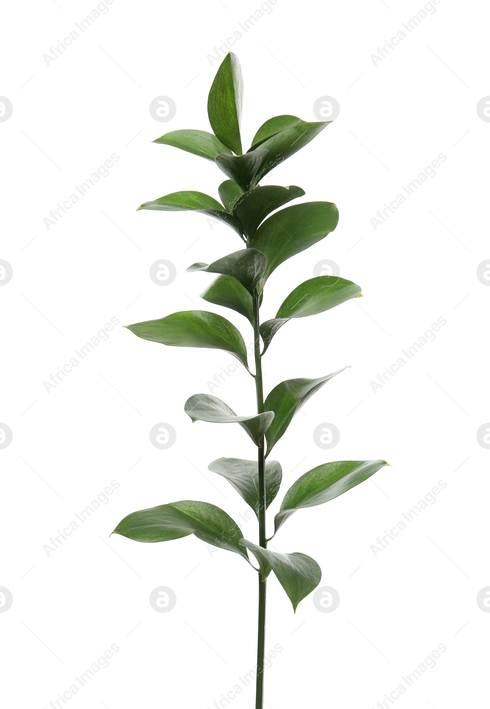 Photo of Ruscus branch with fresh green leaves on white background