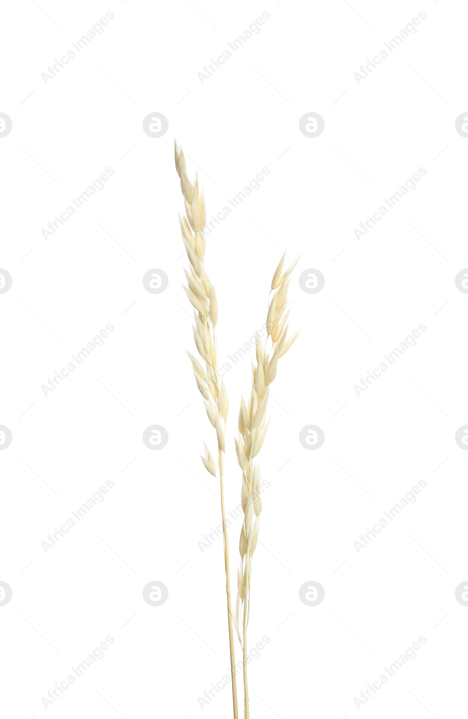 Photo of Beautiful tender dried flowers on white background.