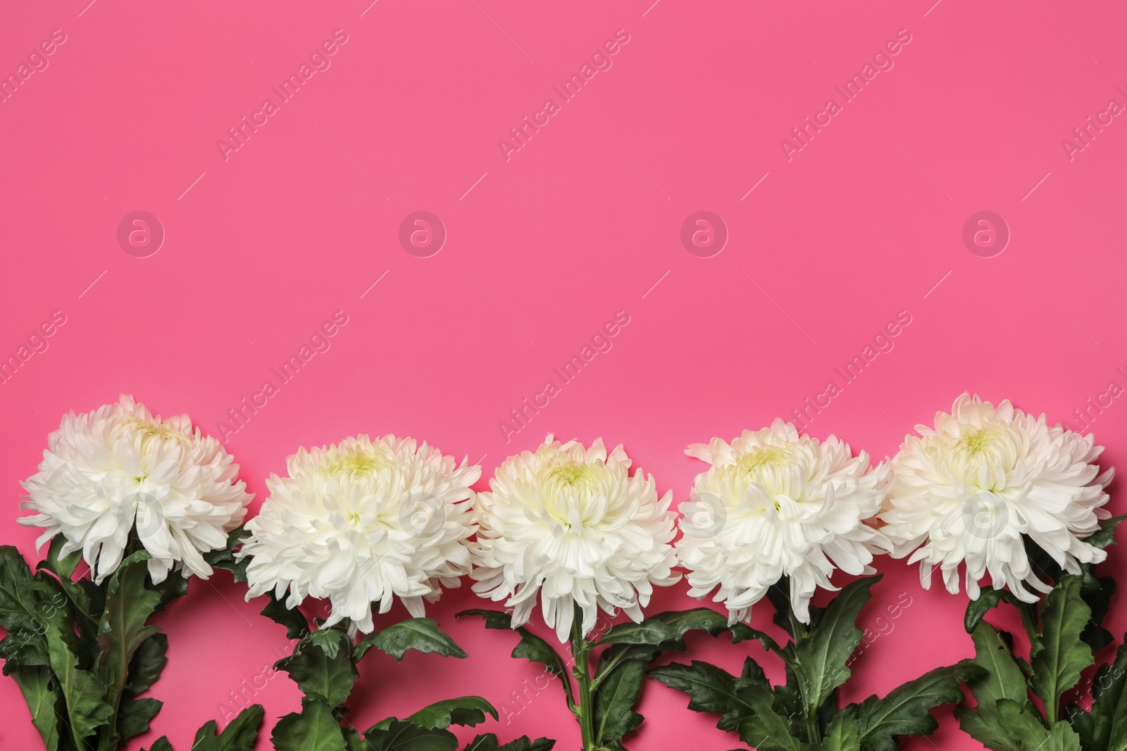 Photo of White chrysanthemum flowers and space for text on pink background, flat lay. Teacher's day