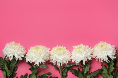 White chrysanthemum flowers and space for text on pink background, flat lay. Teacher's day