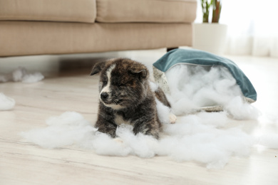 Photo of Cute Akita inu puppy playing with ripped pillow filler indoors. Mischievous dog