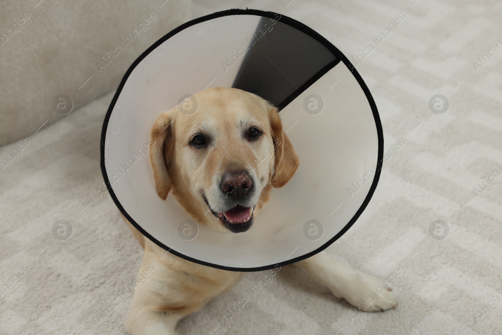 Photo of Cute Labrador Retriever with protective cone collar on floor in room