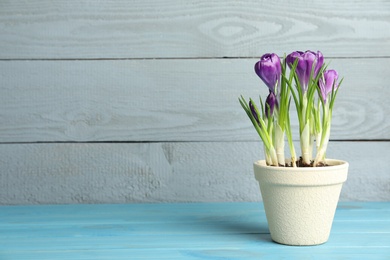 Beautiful crocuses in flowerpot on light blue wooden table. Space for text