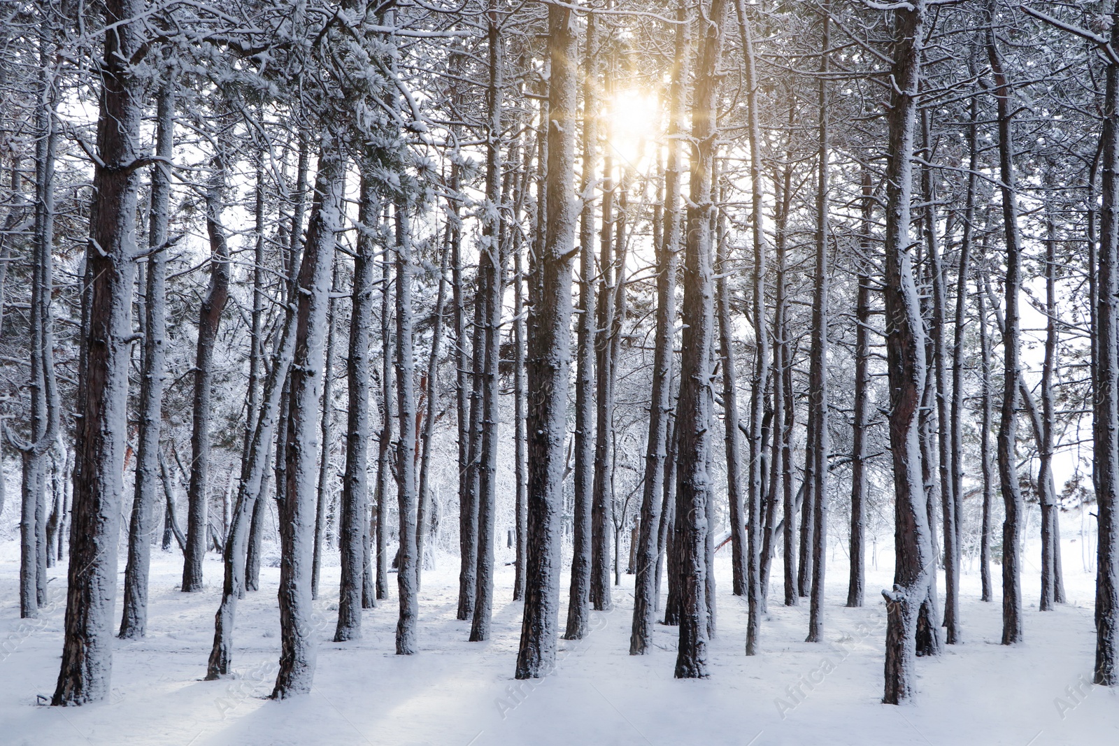 Photo of Picturesque view of beautiful forest covered with snow