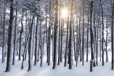 Picturesque view of beautiful forest covered with snow