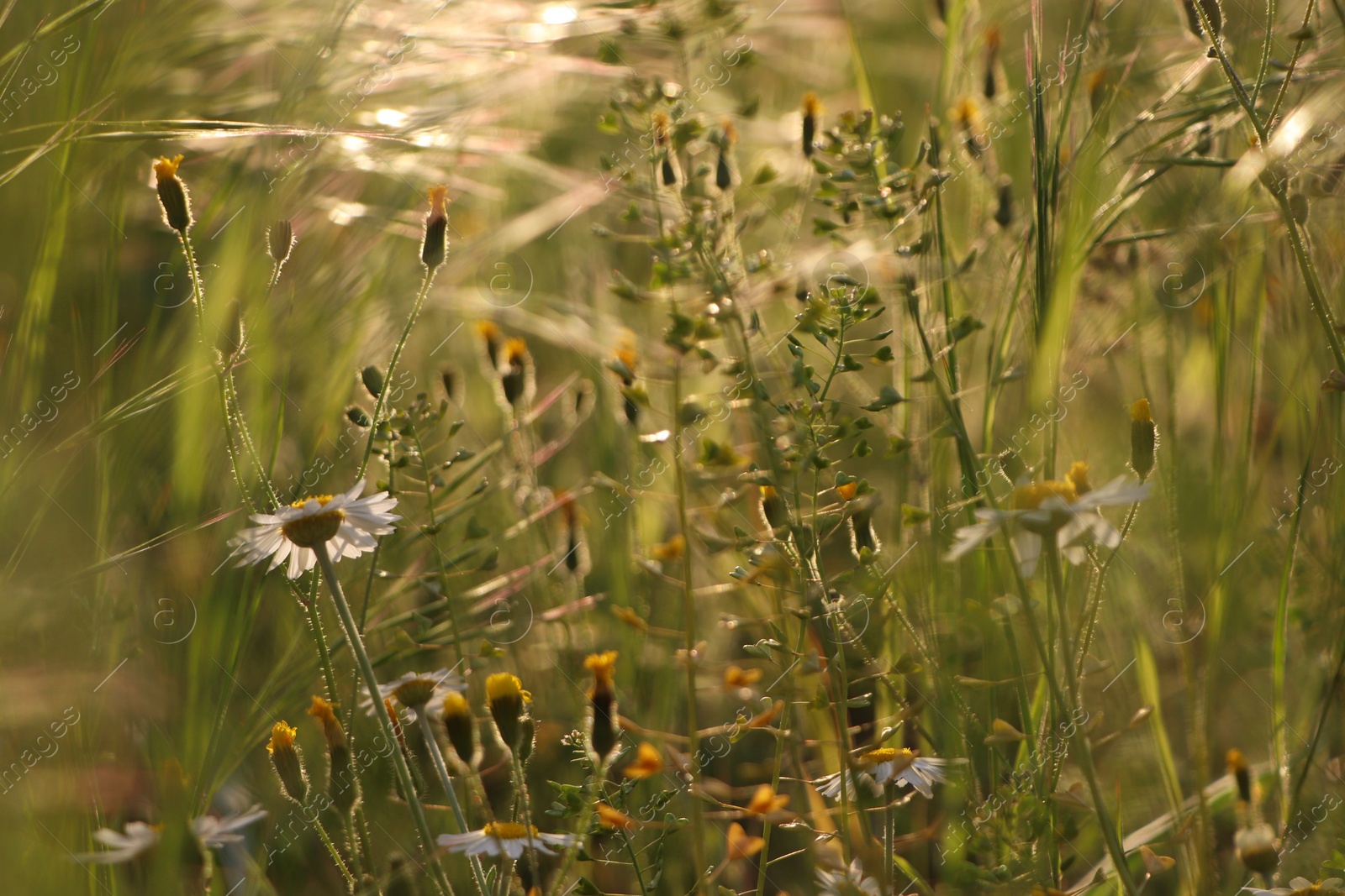 Photo of Beautiful wild flowers growing in spring meadow