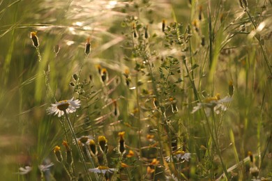 Beautiful wild flowers growing in spring meadow