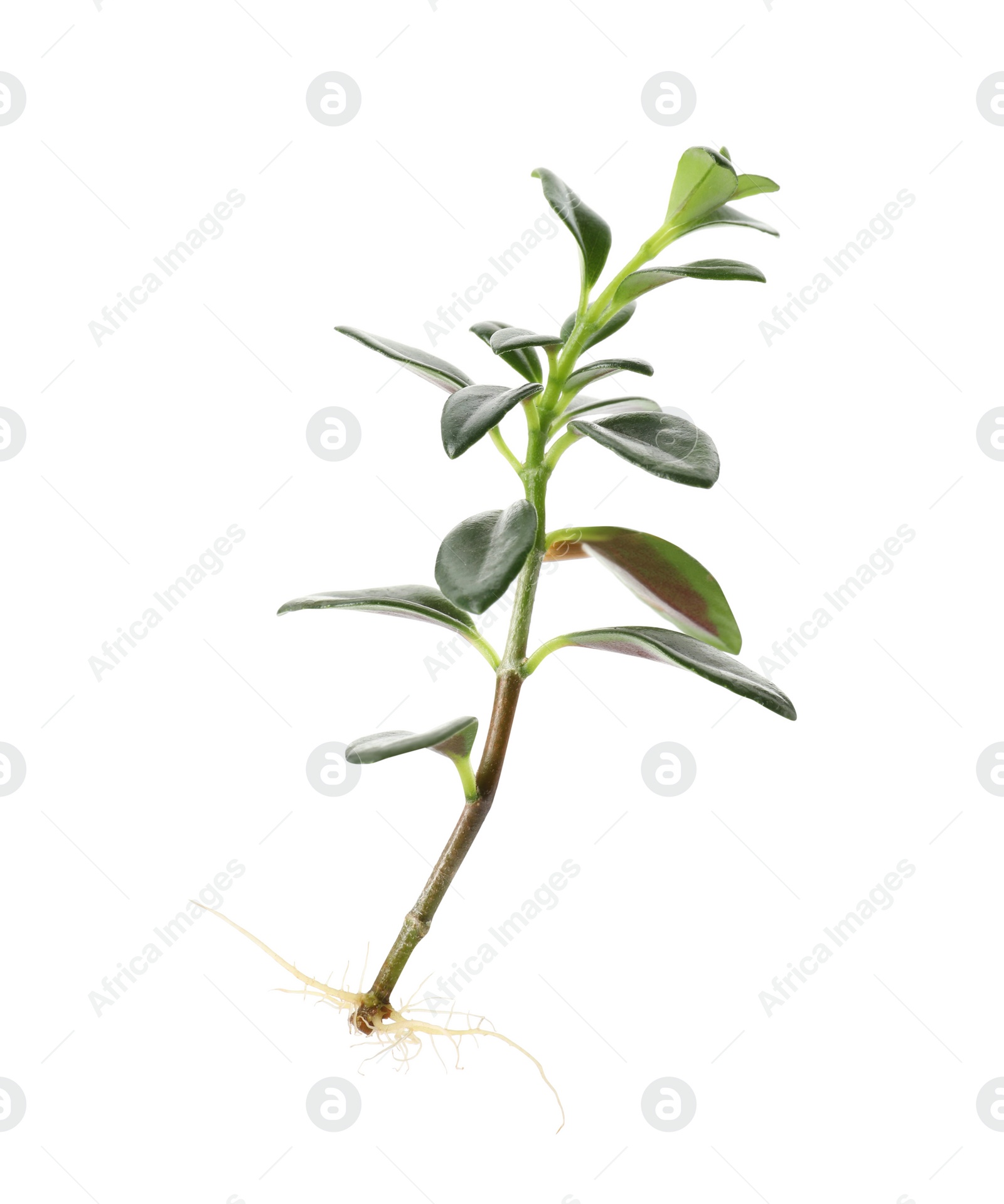 Photo of Houseplant seedling with leaves isolated on white