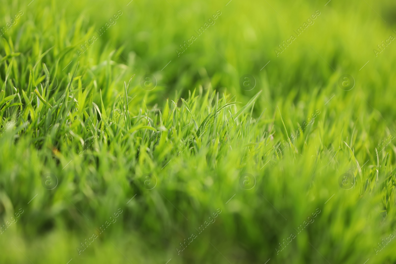 Photo of Beautiful green grass outdoors on spring day, closeup view