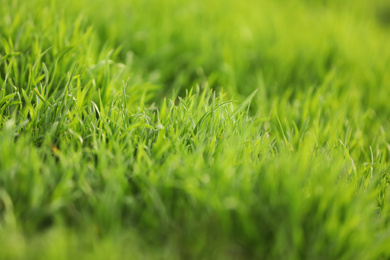 Photo of Beautiful green grass outdoors on spring day, closeup view