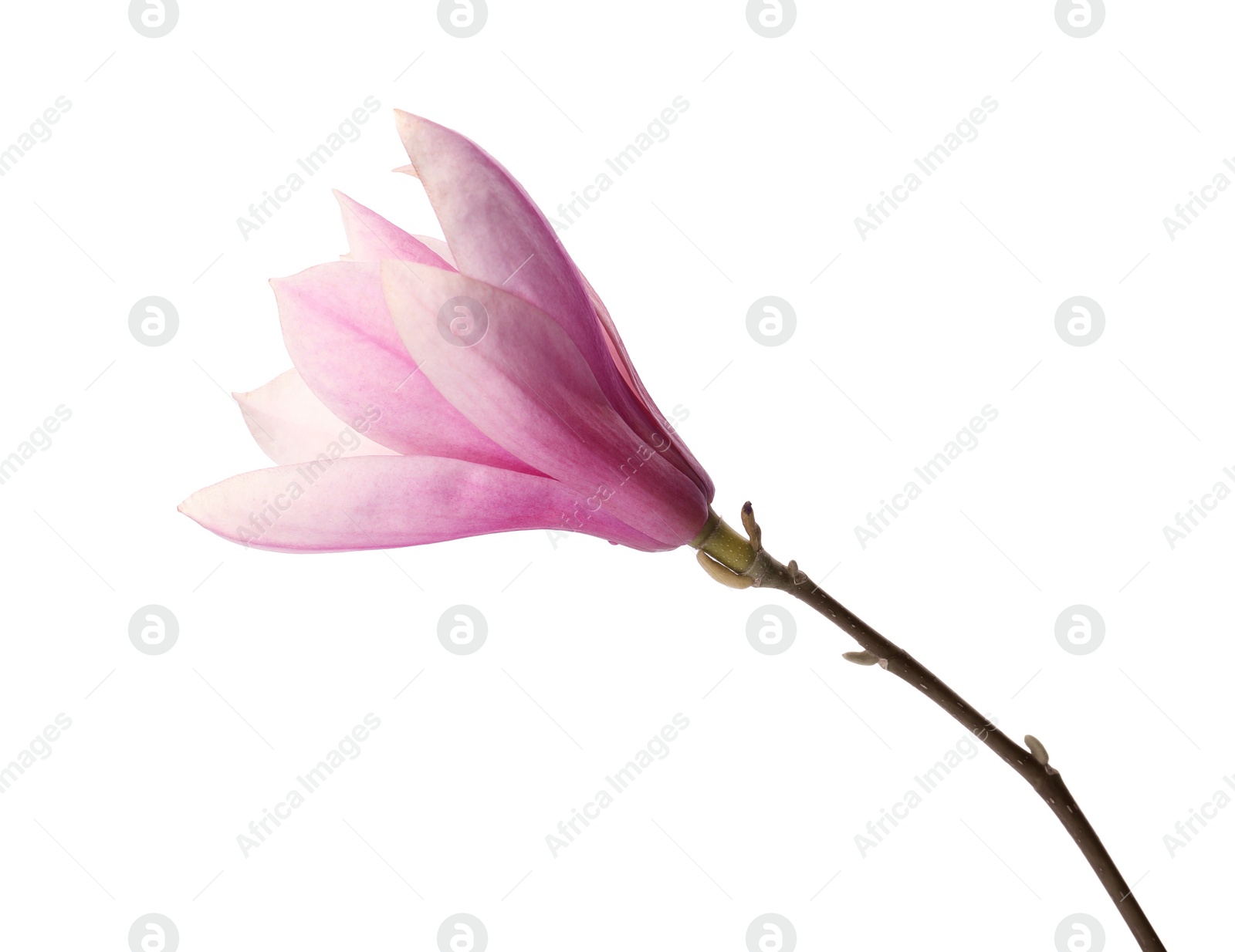 Photo of Beautiful delicate magnolia flower isolated on white