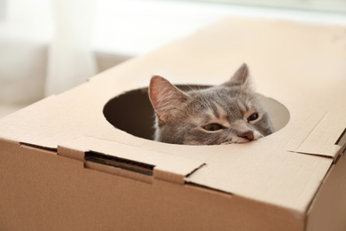 Photo of Cute grey tabby cat looking out of cardboard box at home, closeup