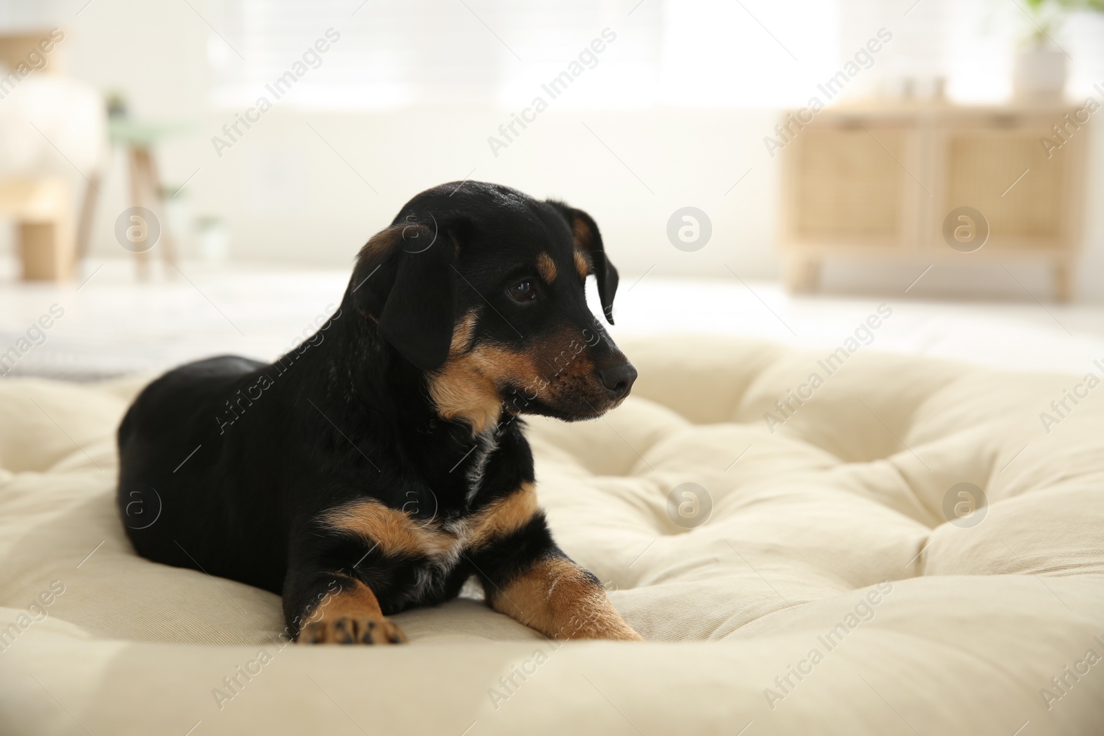 Photo of Cute little puppy lying on soft pillow indoors