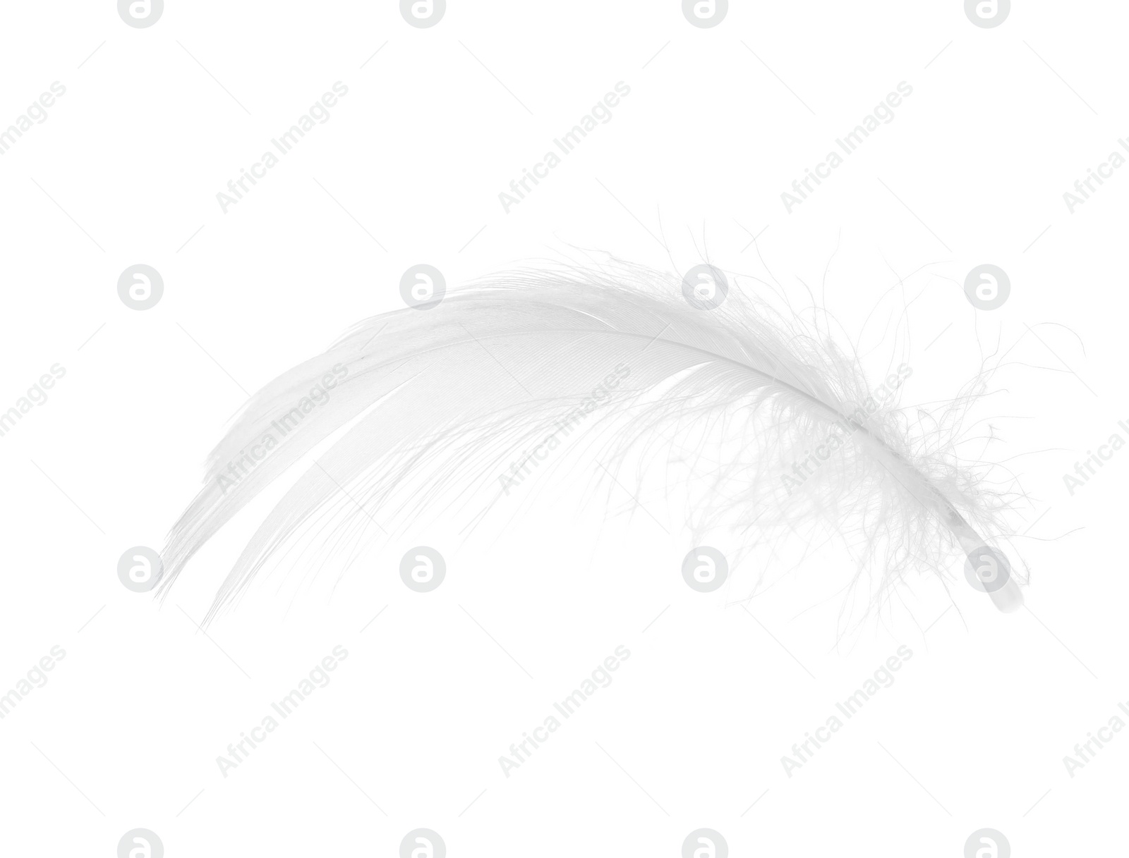 Photo of Beautiful fluffy bird feather isolated on white