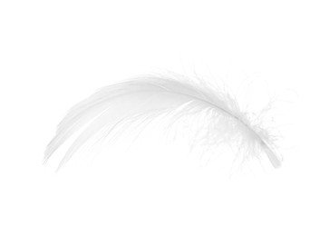 Photo of Beautiful fluffy bird feather isolated on white