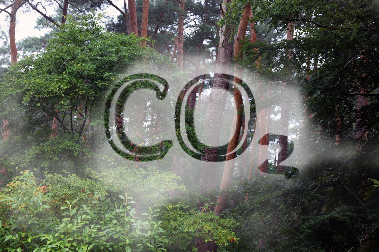 Image of Concept of clear air. CO2 inscription and beautiful forest