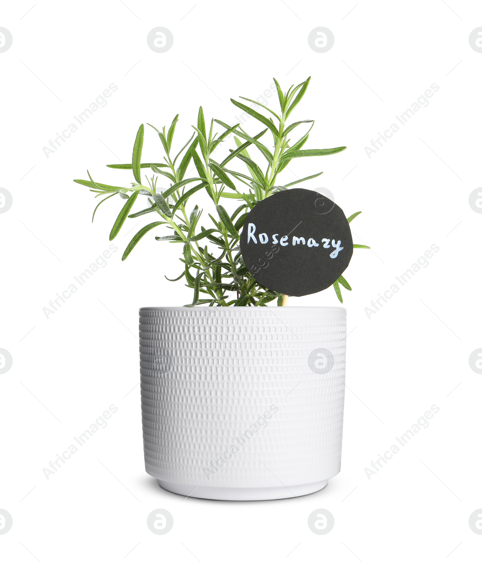 Image of Green rosemary with tag in pot isolated on white