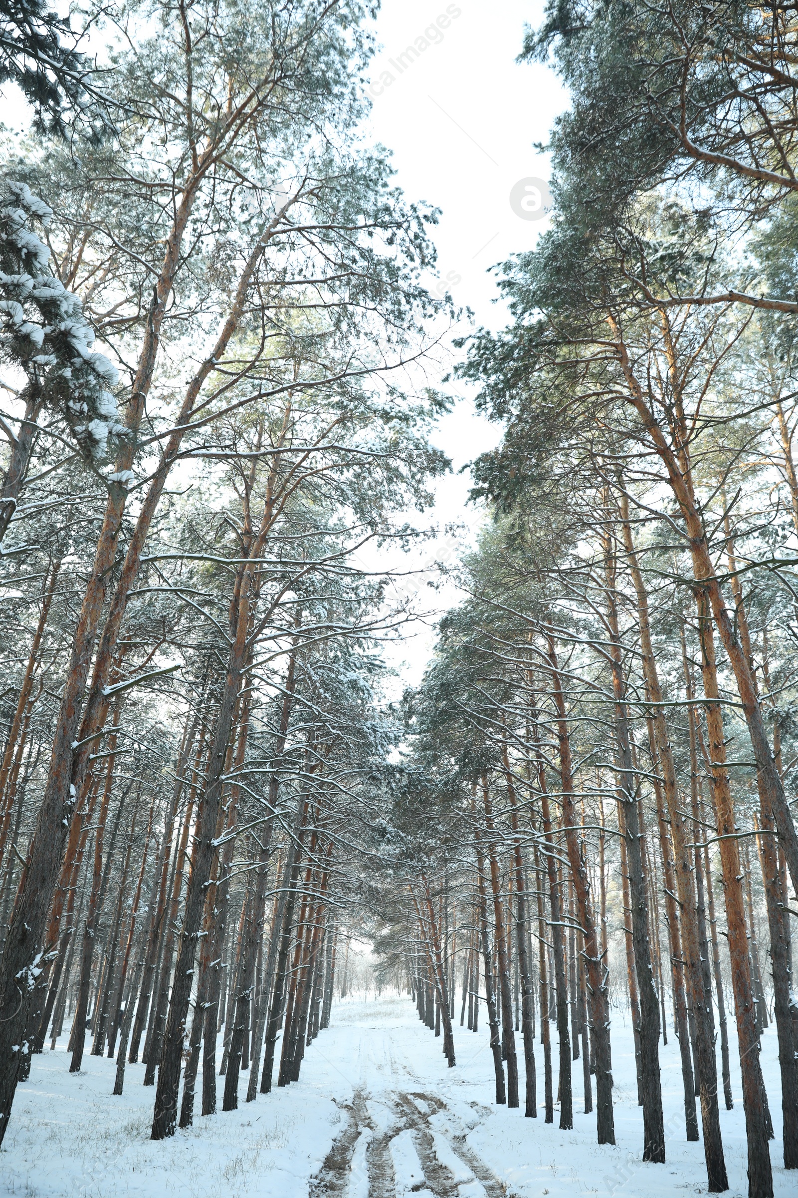 Photo of Beautiful forest covered with snow in winter