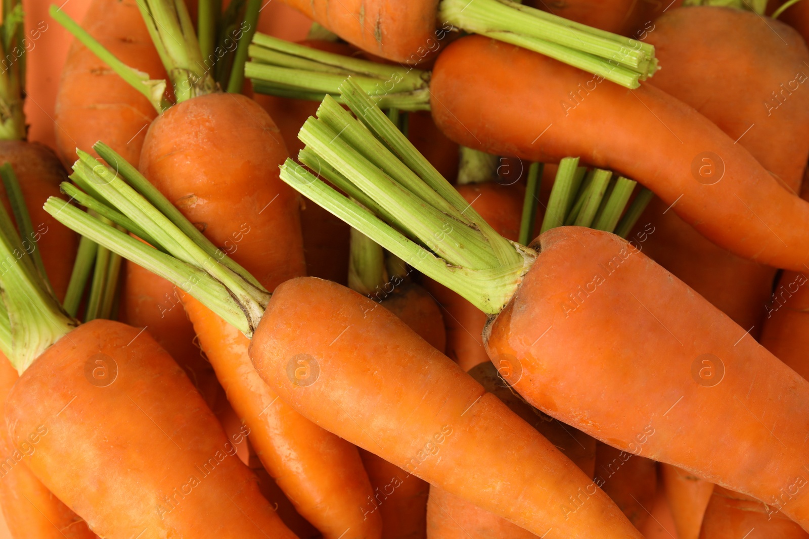 Photo of Fresh ripe carrots as background, top view