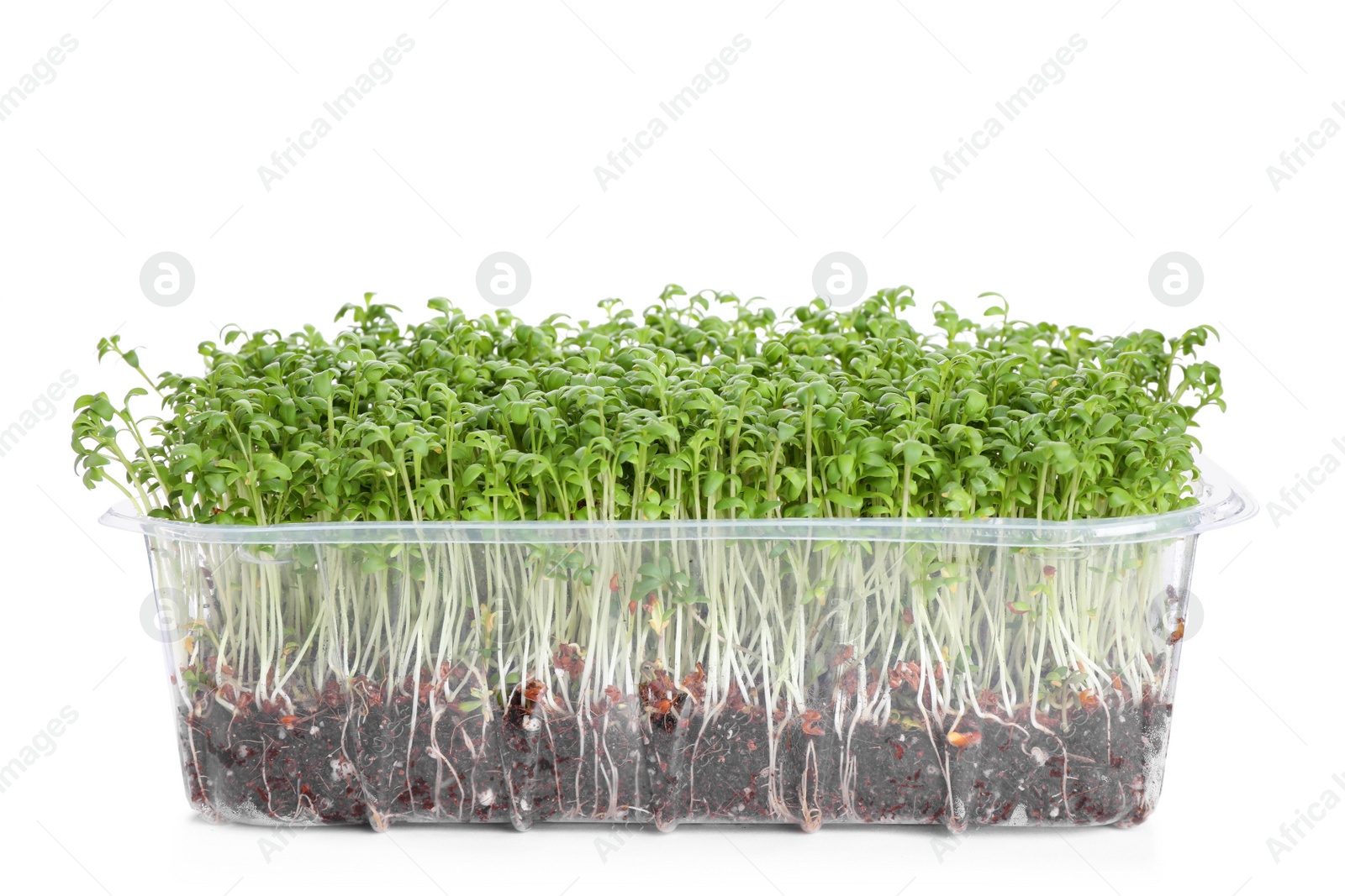 Photo of Fresh organic microgreen in plastic container on white background