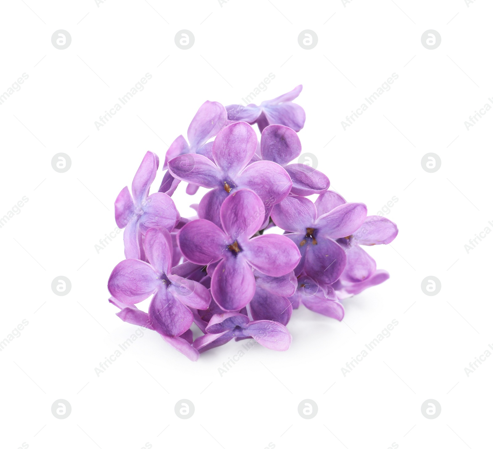 Photo of Beautiful violet lilac blossom isolated on white